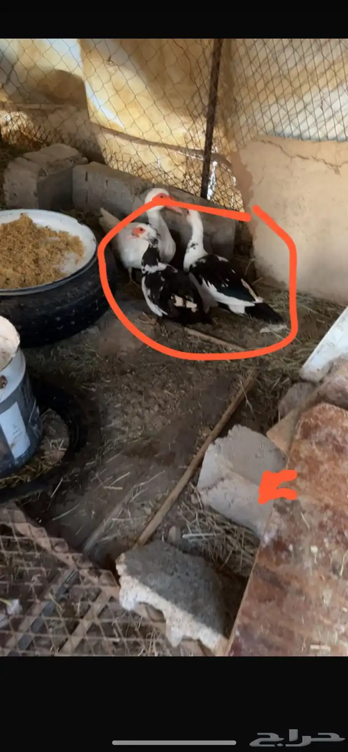 بط مصري للبيع 2