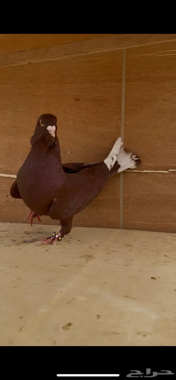 حمام شامي 2