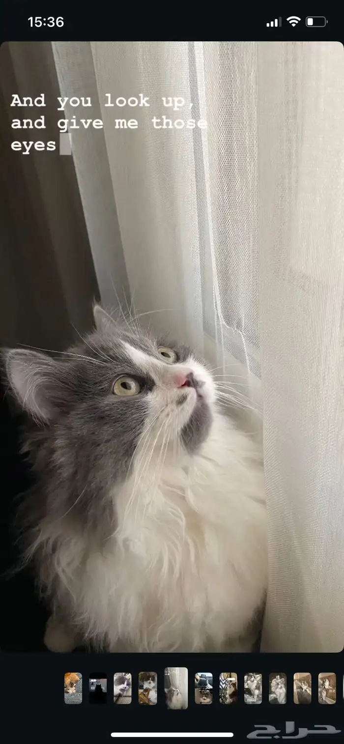 قط للتبني مهجن سكوتش فولد وهملايا بوينت بلو 0