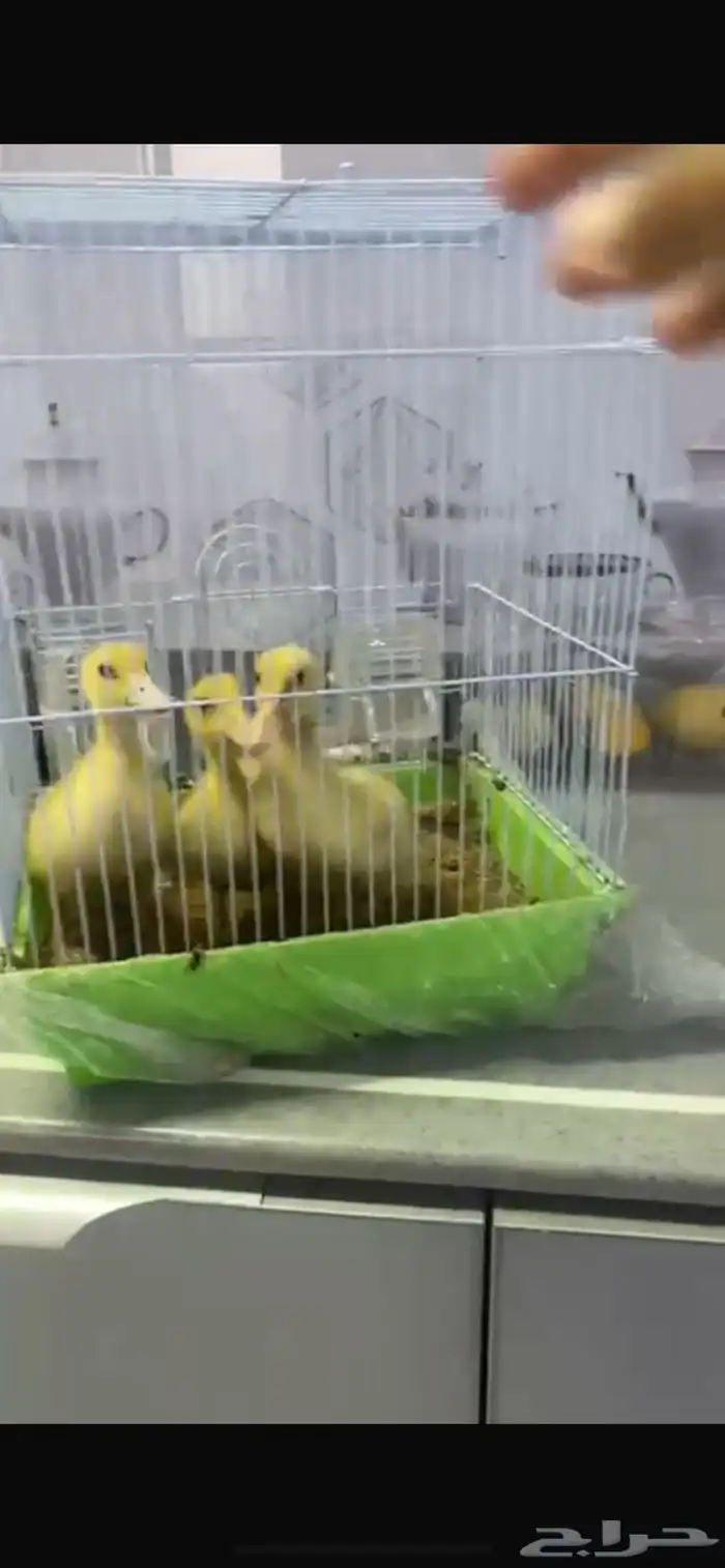 بط بكيني صغير 0