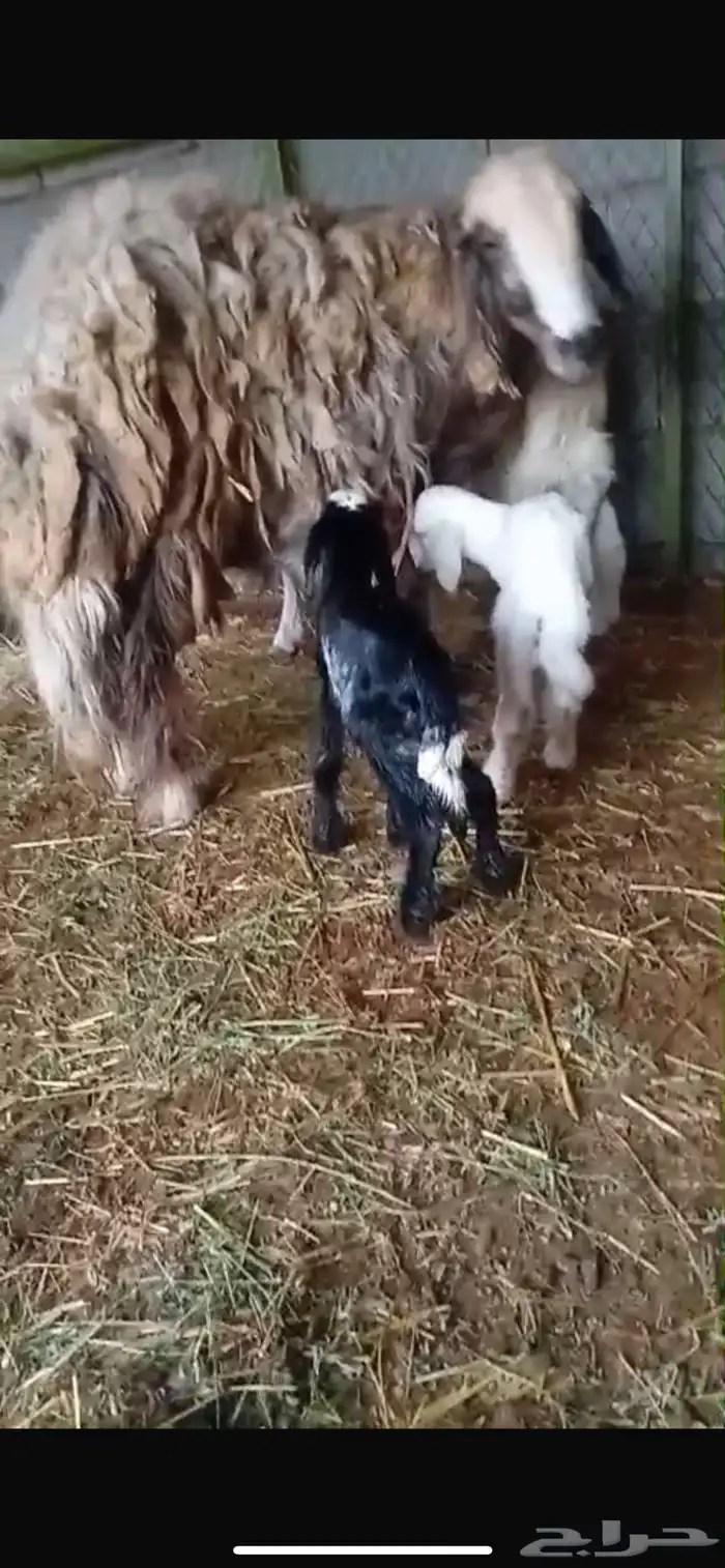 نعجه متاومه بثلاثه 0