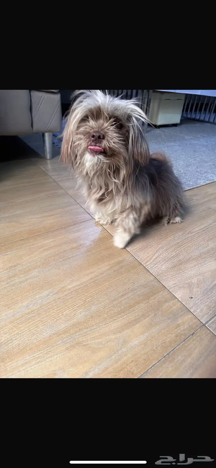 كلبه مطيعه للبيع 0