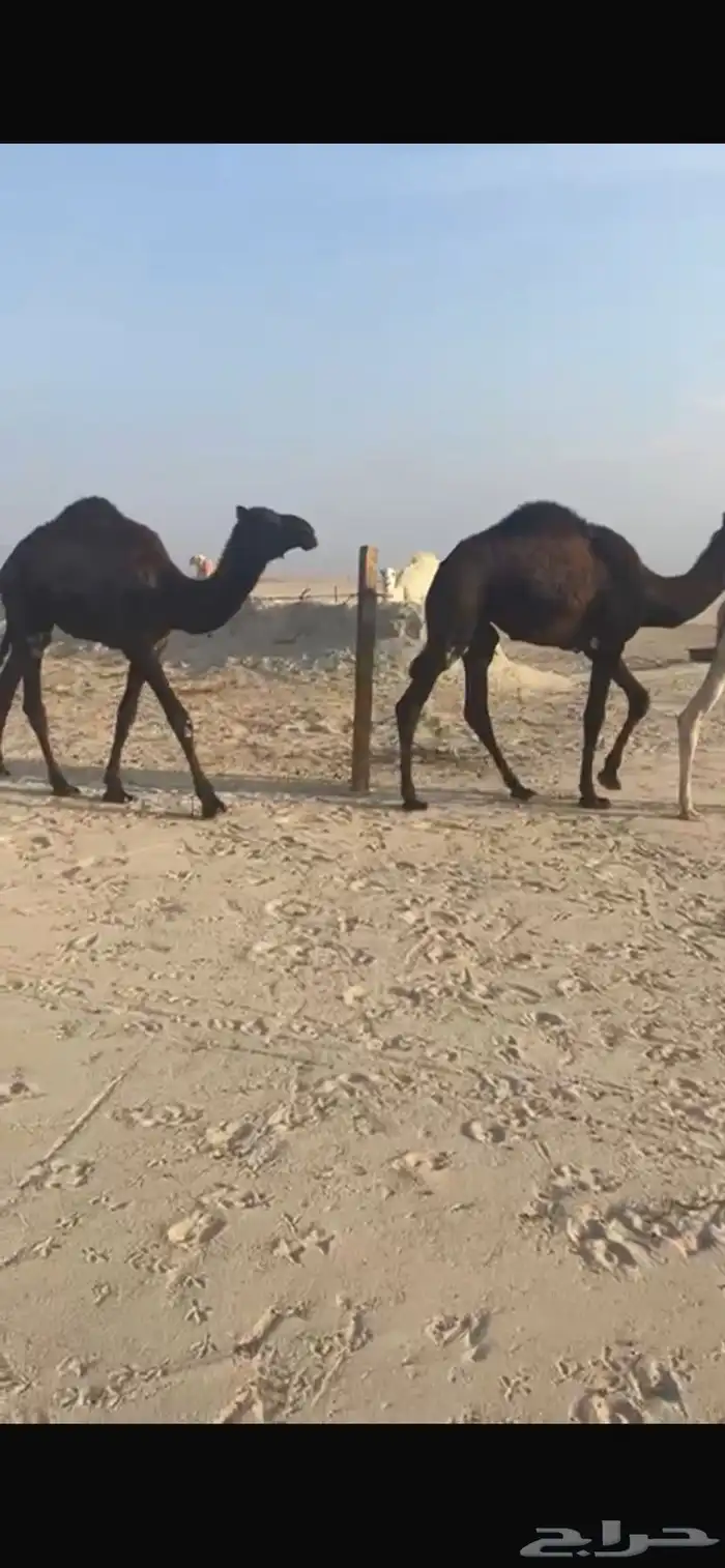 قعدان طيبه بريه للبيع 0