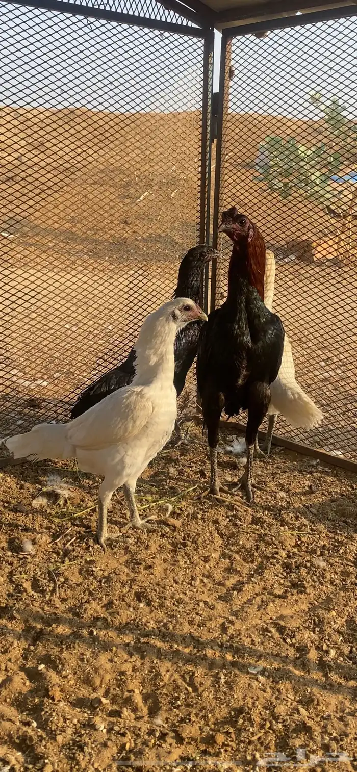 طقم دجاج تايلندي TOP مستوى عالي جدا ونادر 1