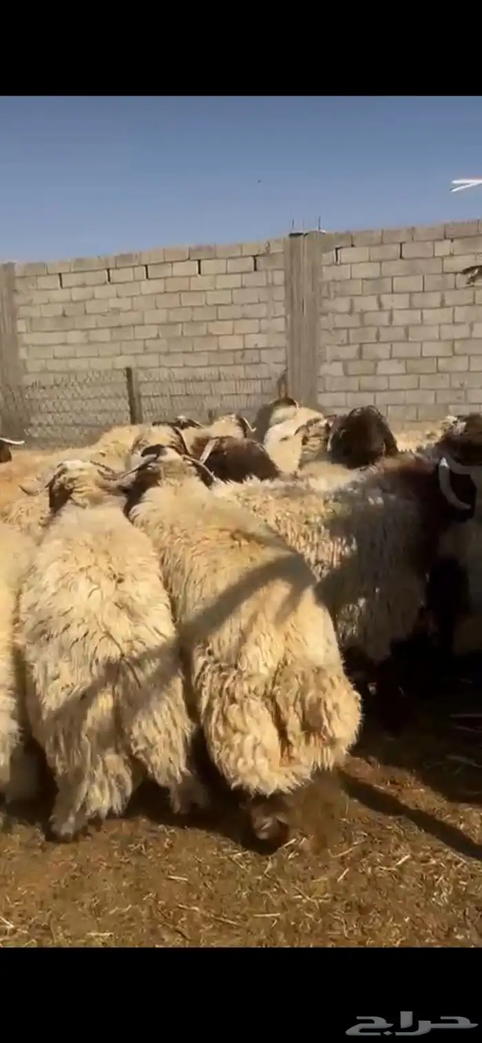 جذعان نعيم فاخر 0