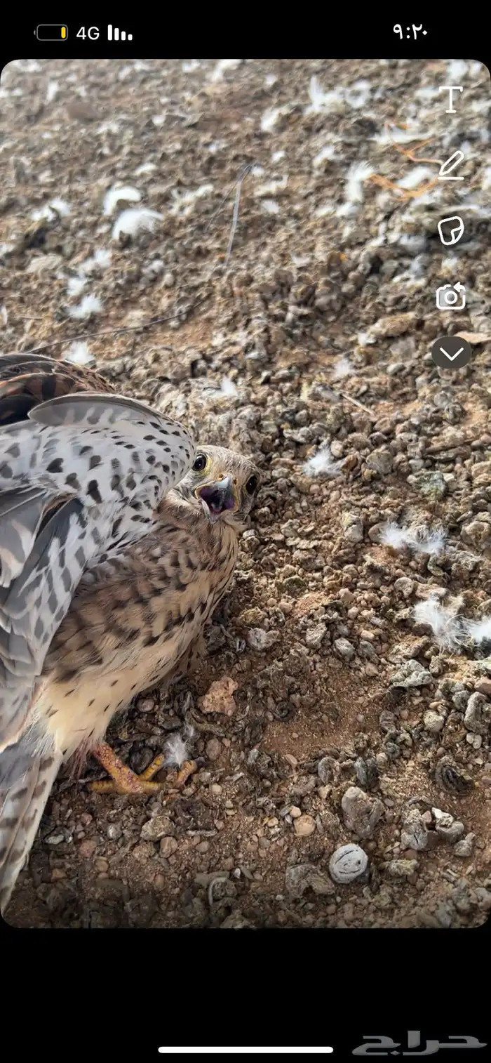 باشق للبيع 0