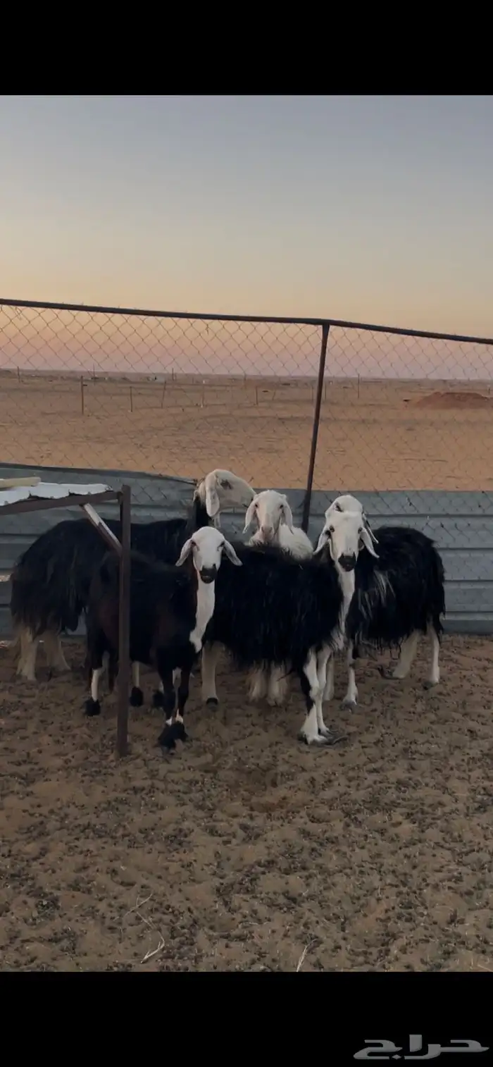 غنم طيبه للبيع عدد 5 دفيع 2 قريب و3 بعيد شوي 2