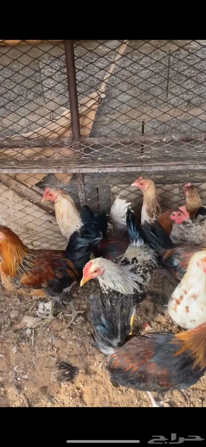 لبيع دجاج بلدي 2