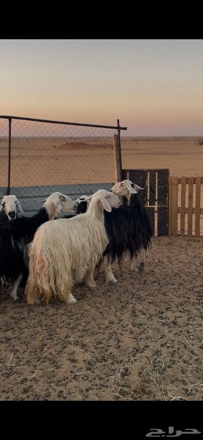 غنم طيبه للبيع عدد 5 دفيع 2 قريب و3 بعيد شوي 1