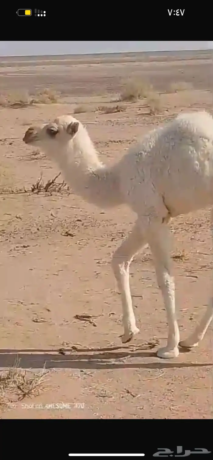 للبيع بكره عمرها شهرين 0