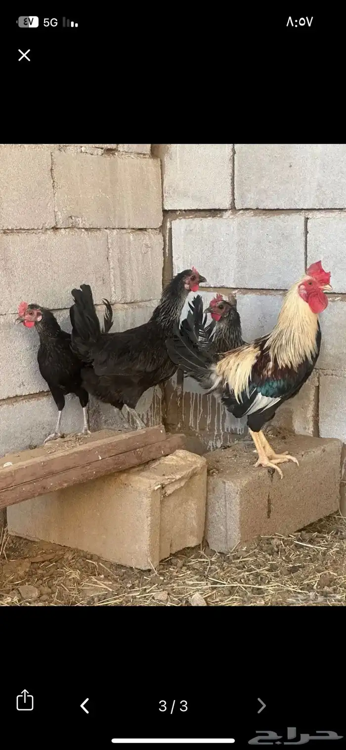 دجاج ترث بيض 0