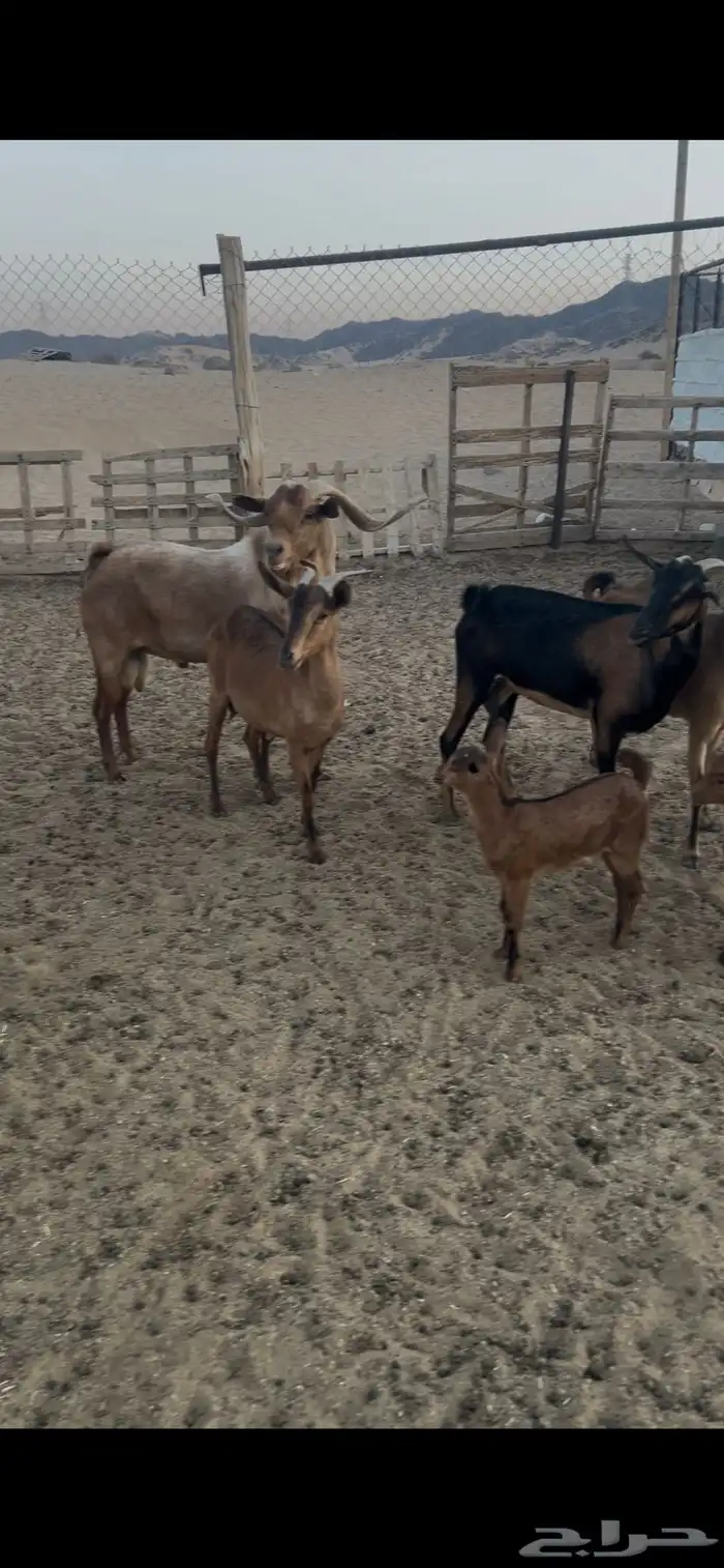 معزا للبيع 2