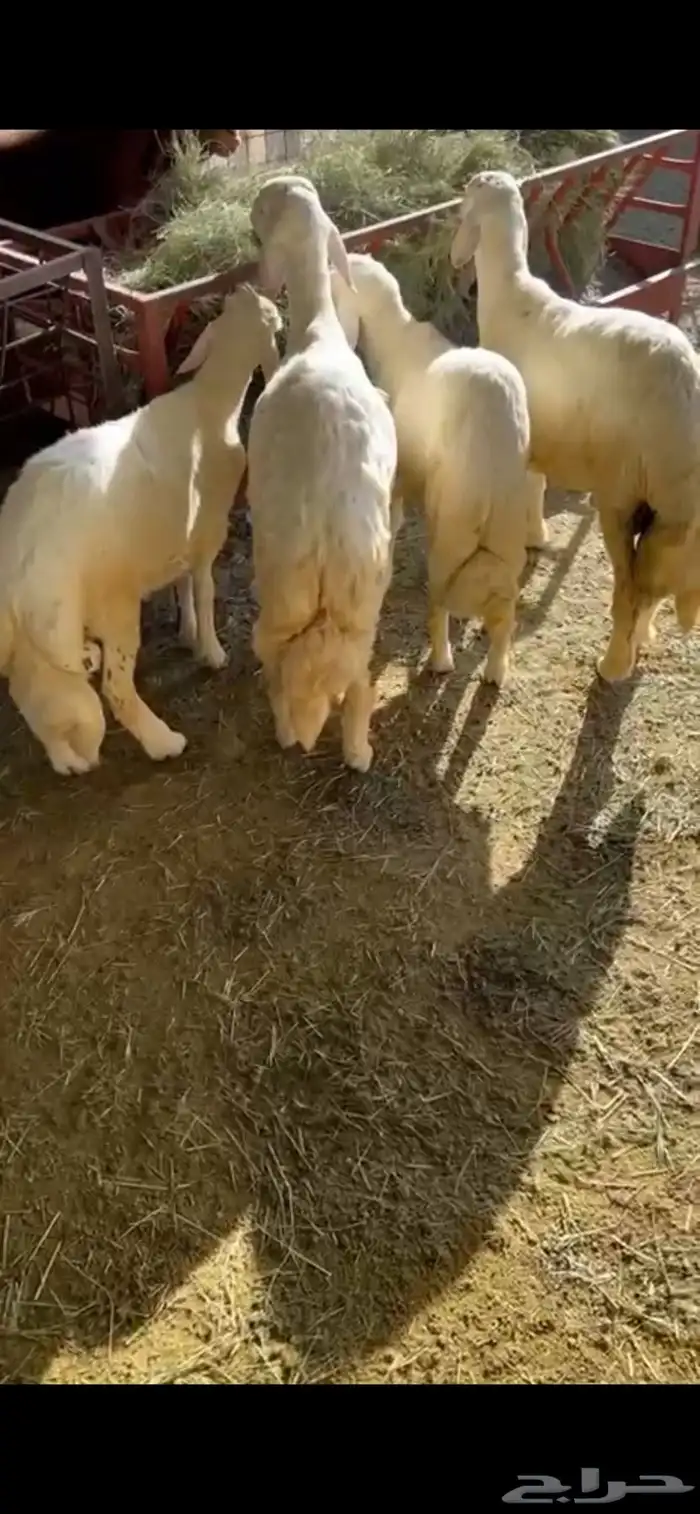 طليان للبيع 3