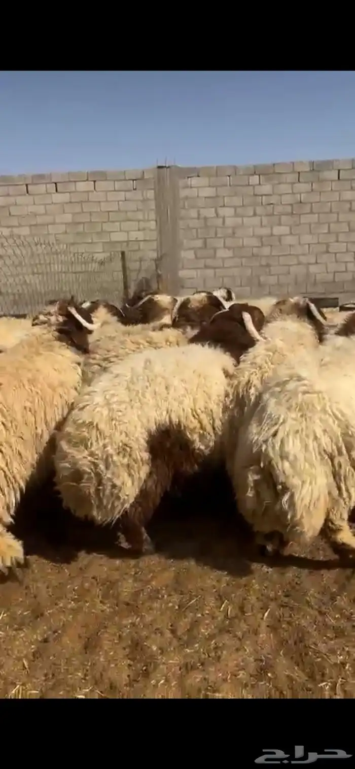 جذعان نعيم فاخر 5