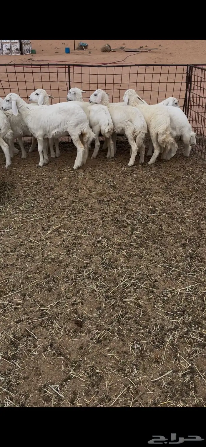 رخال حريه مراح المذنب للبيع 1