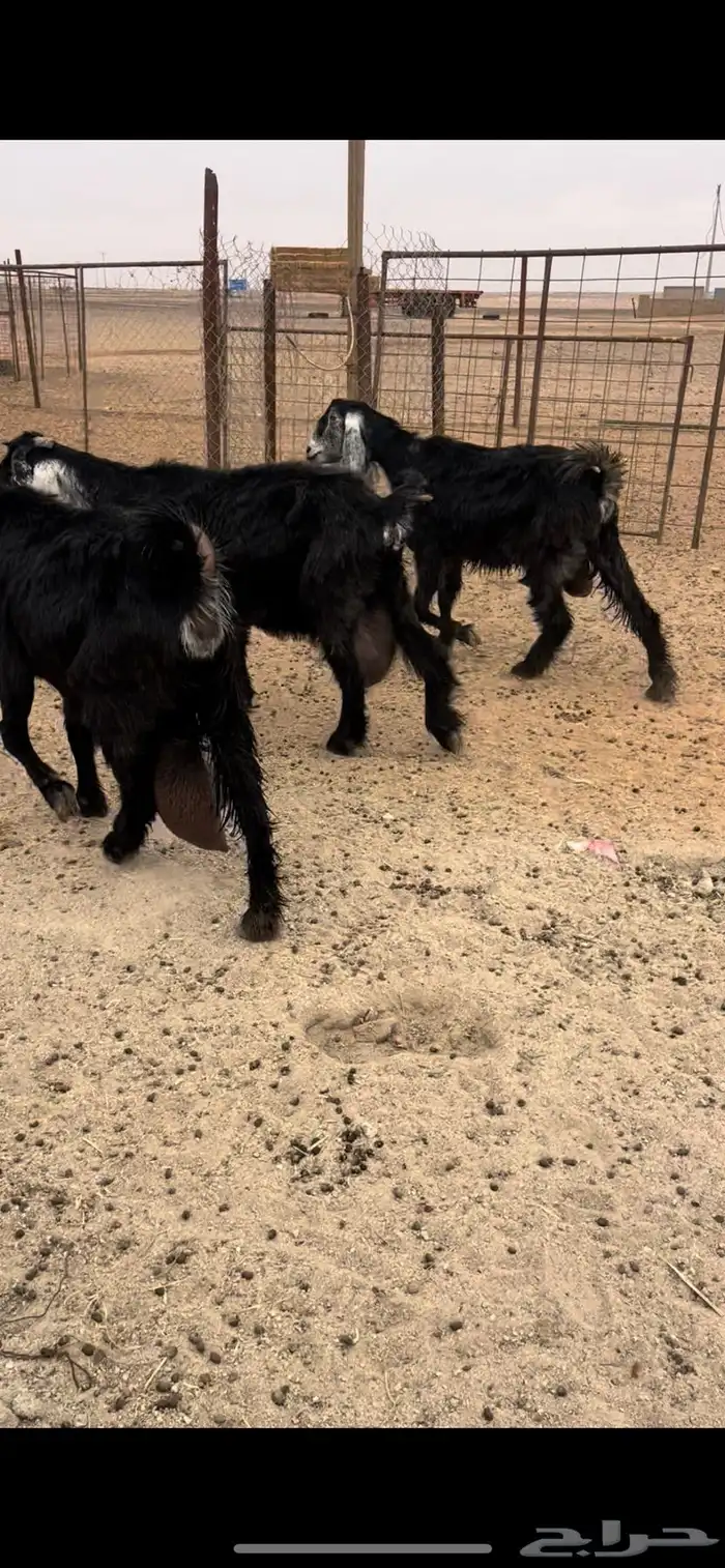 معزا حليب وافر 0