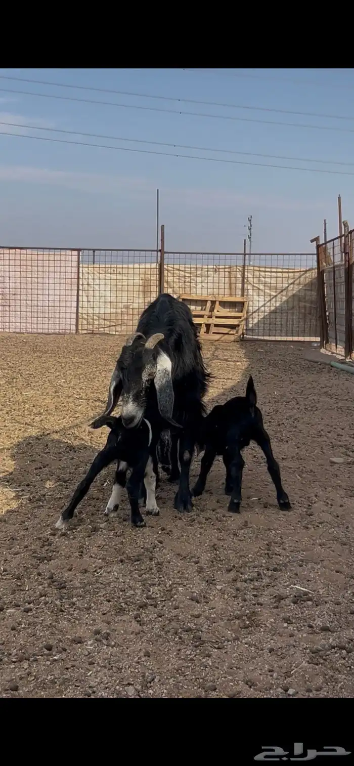 عنز طيبه تحتها 2 0