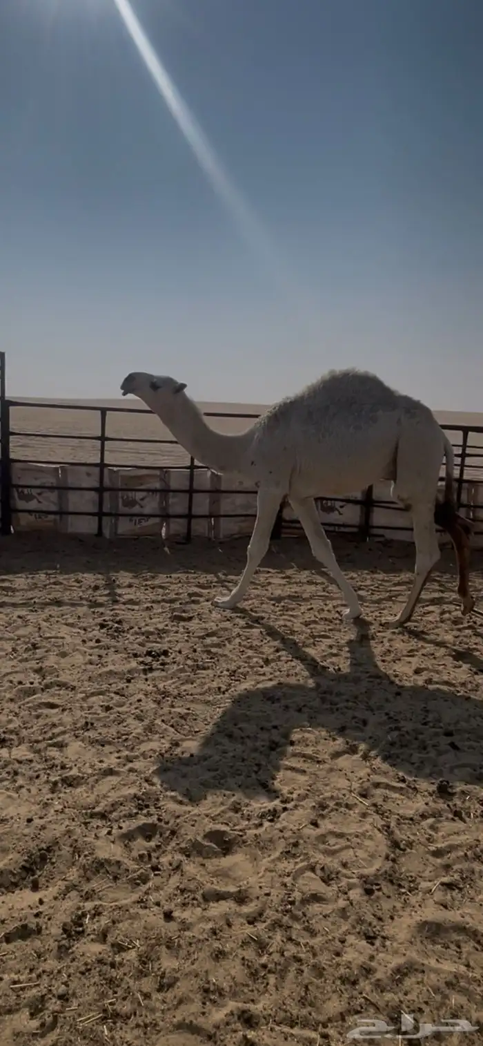 للبيع قعود أوضح طيب 0