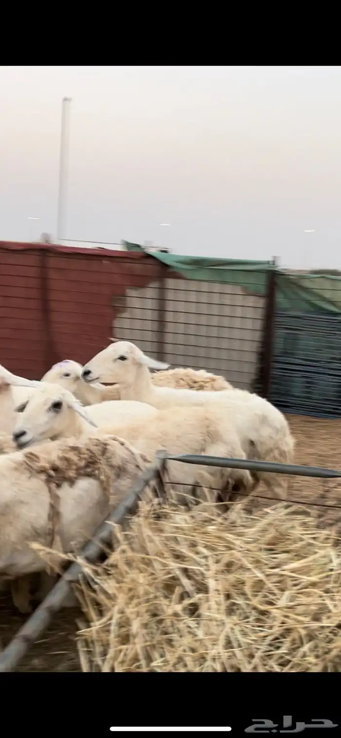 ضان حرش خلفات 1