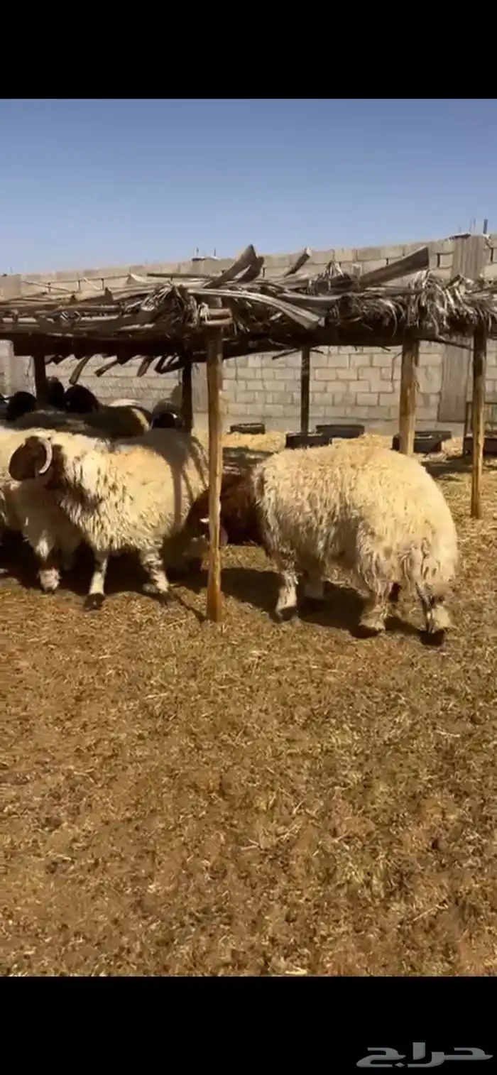 جذعان نعيم فاخر 4