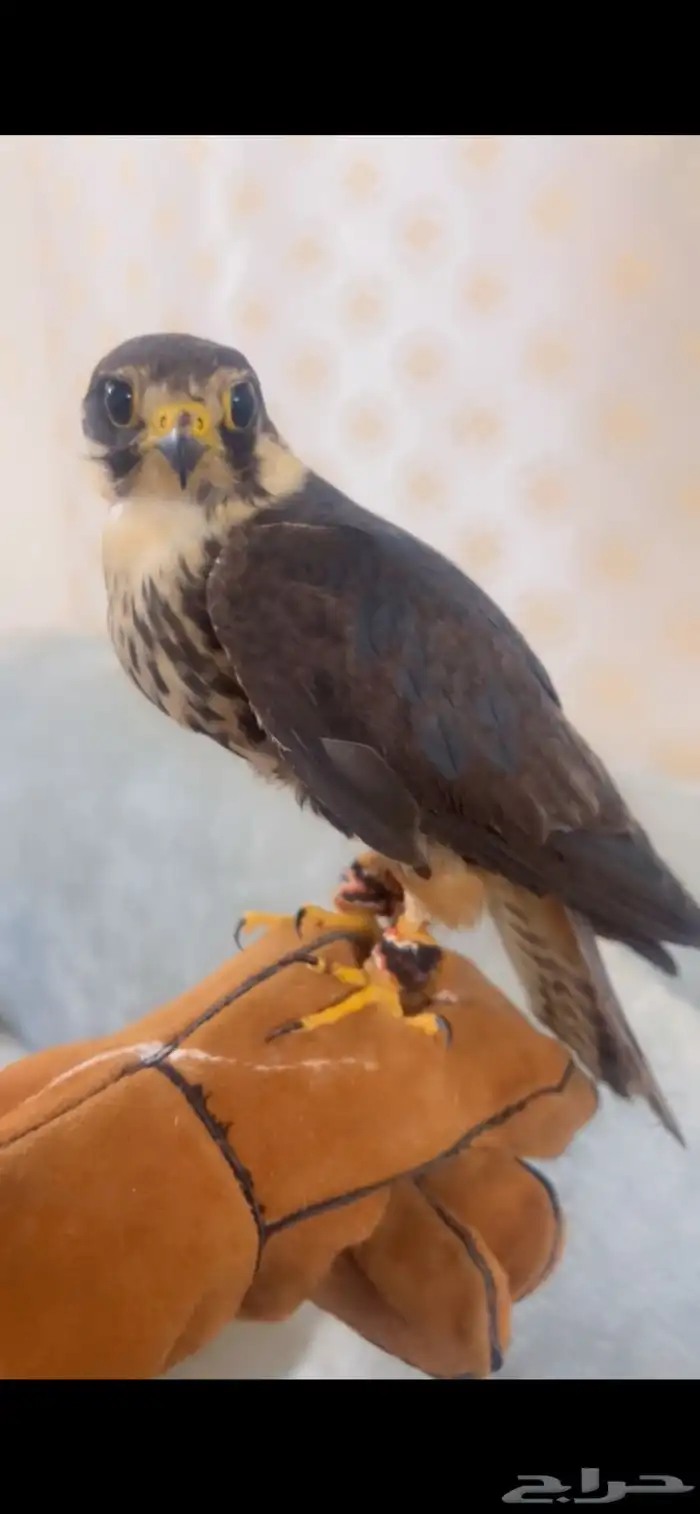 بكه طرح الشعيبه 0