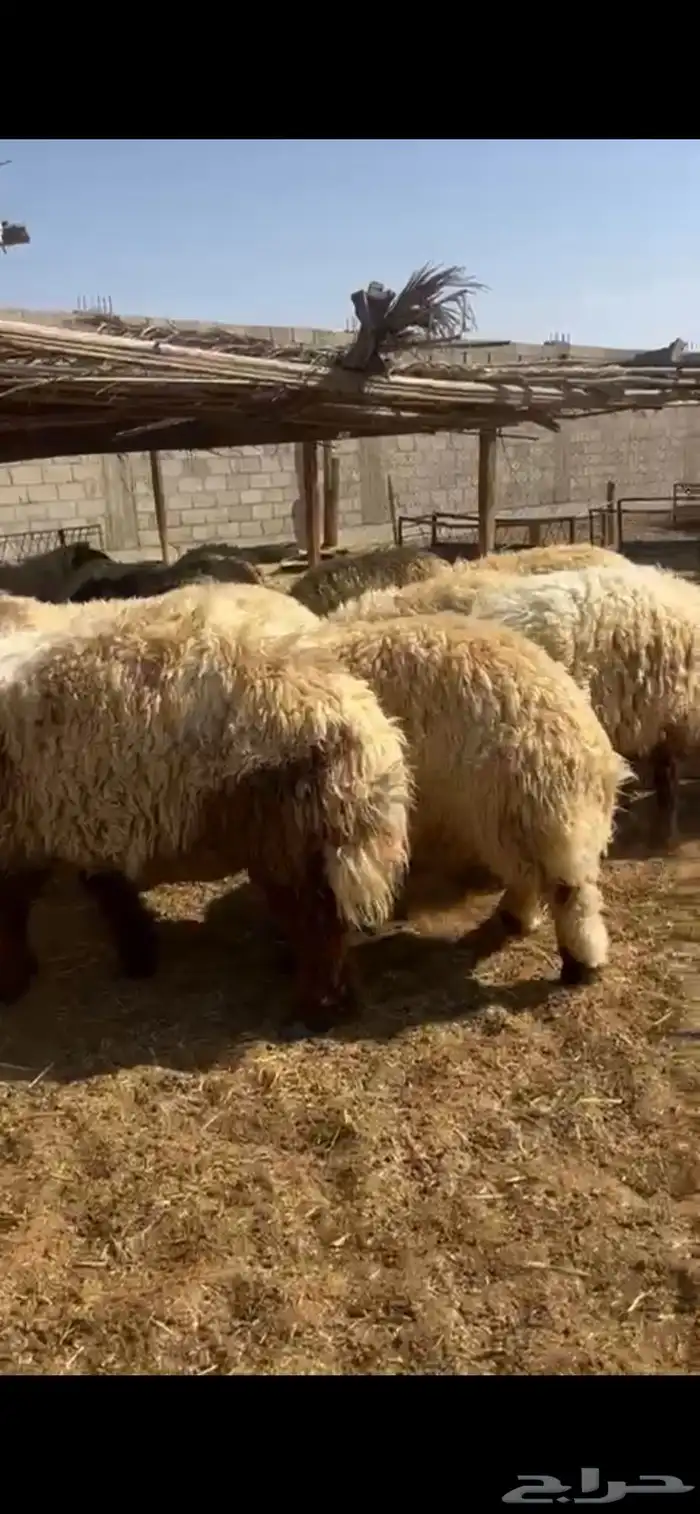 جذعان نعيم فاخر 1