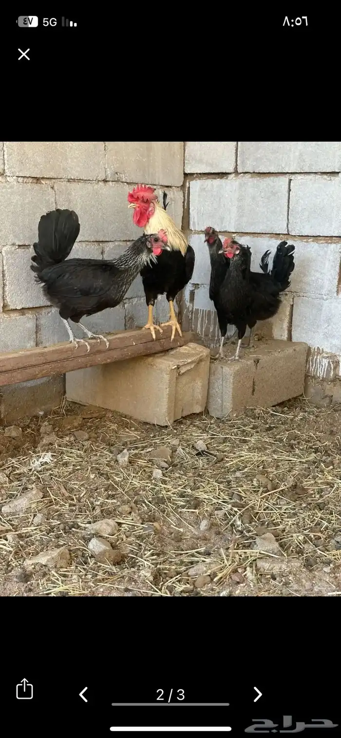 دجاج ترث بيض 1