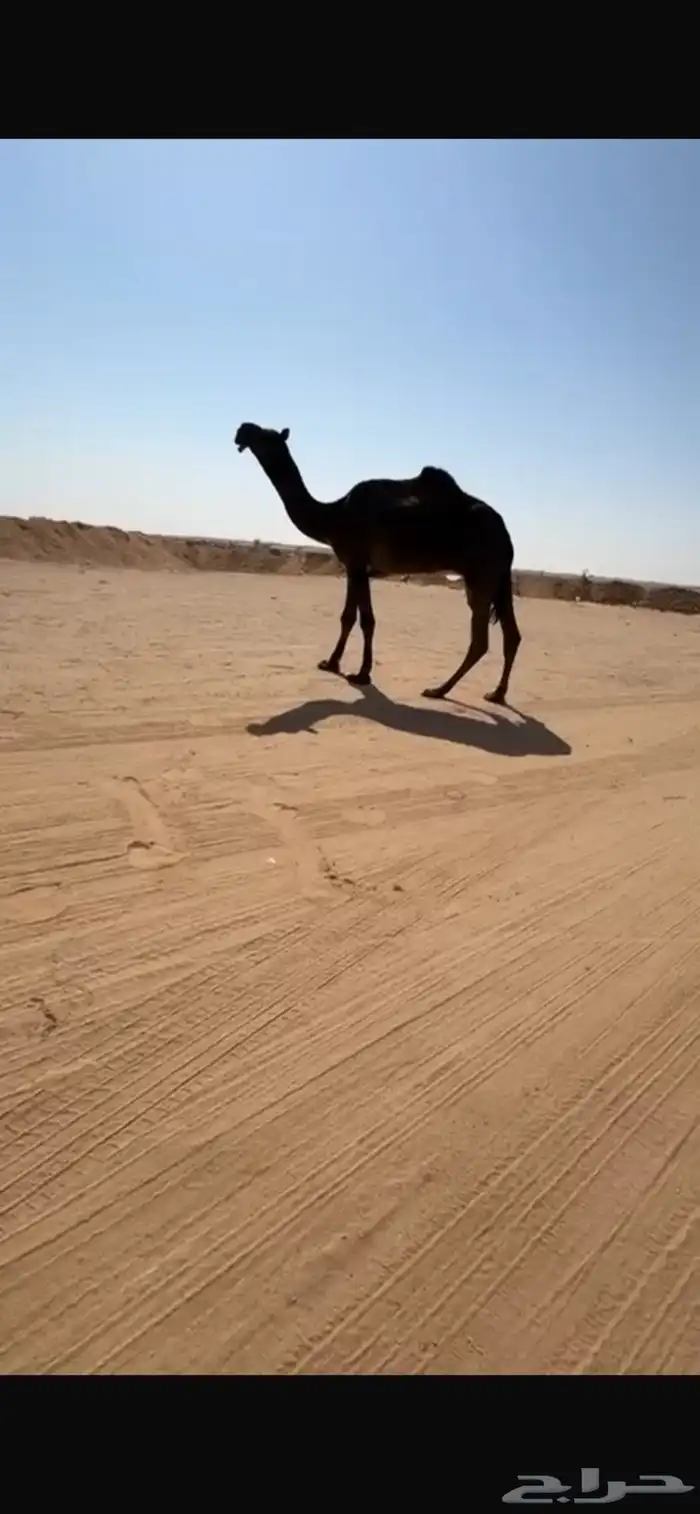 قعود سنه يدخل الجذاع اسنه ذي من سلالت الوافي 1