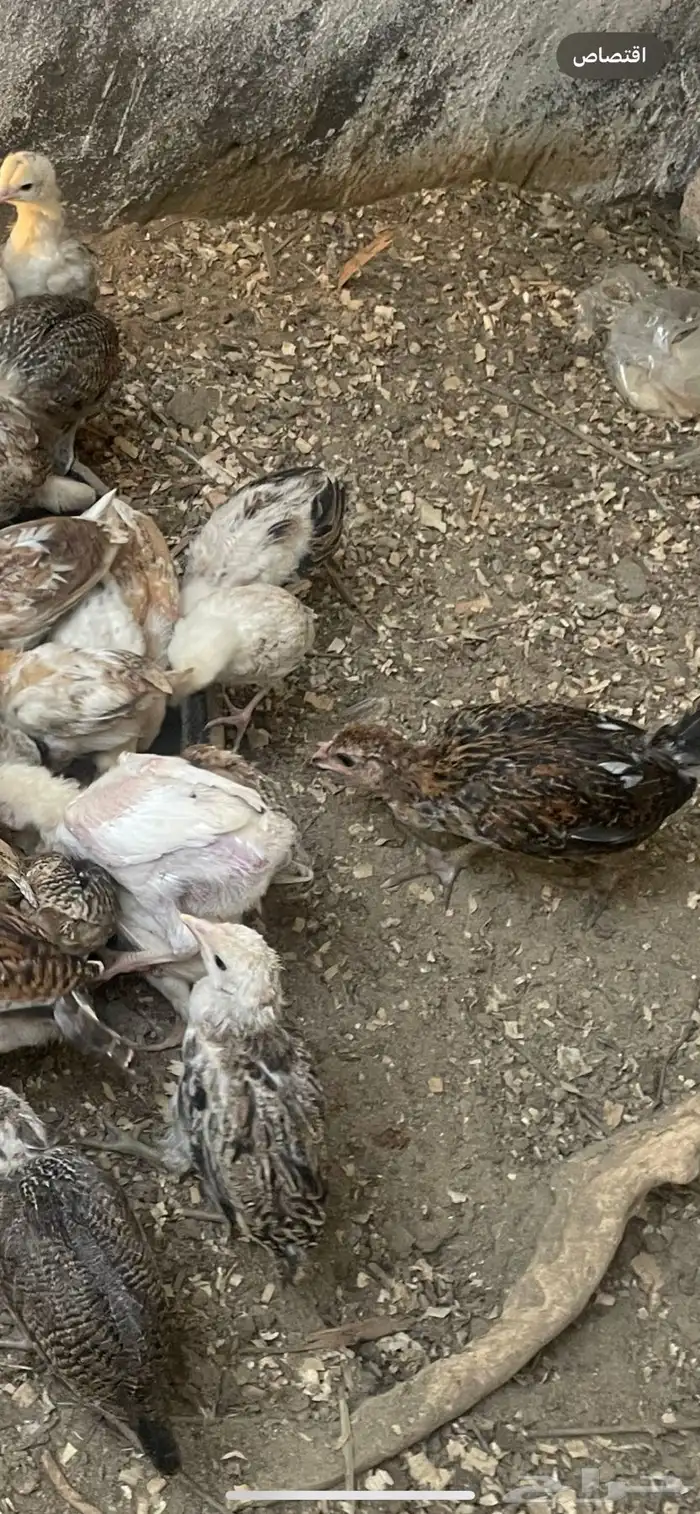 فروخ دجاج العمر فوق الشهرين 0