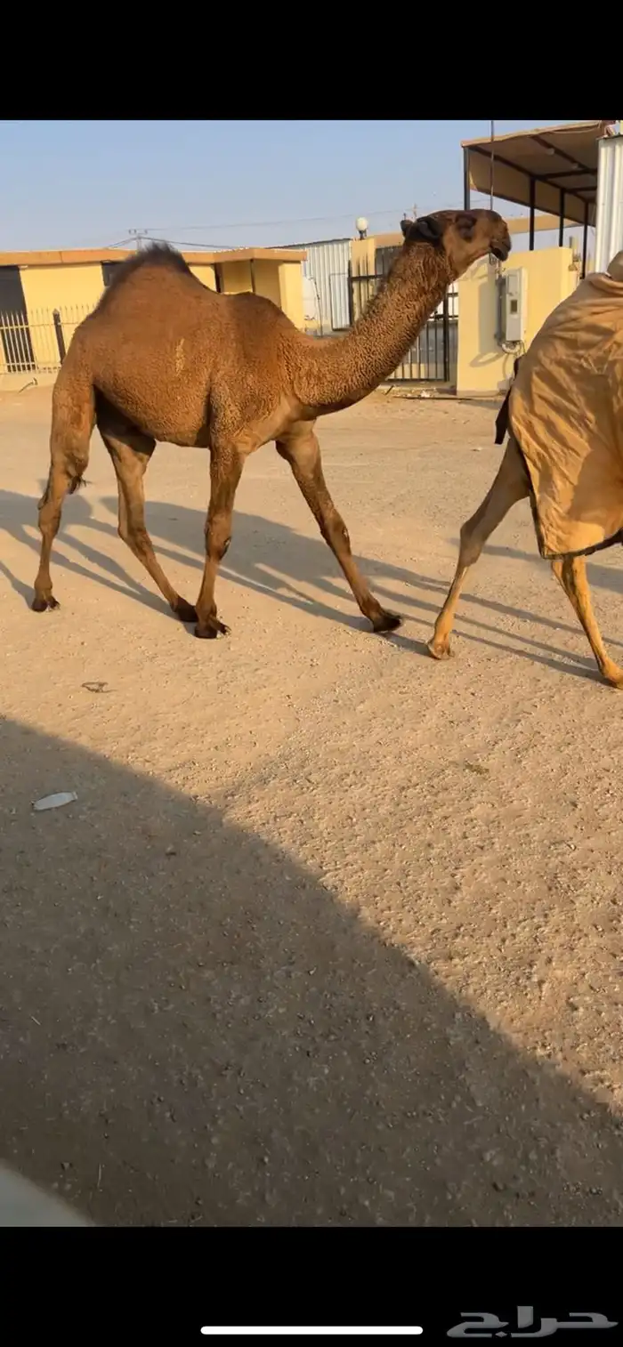 قعود فحل باتلي 0