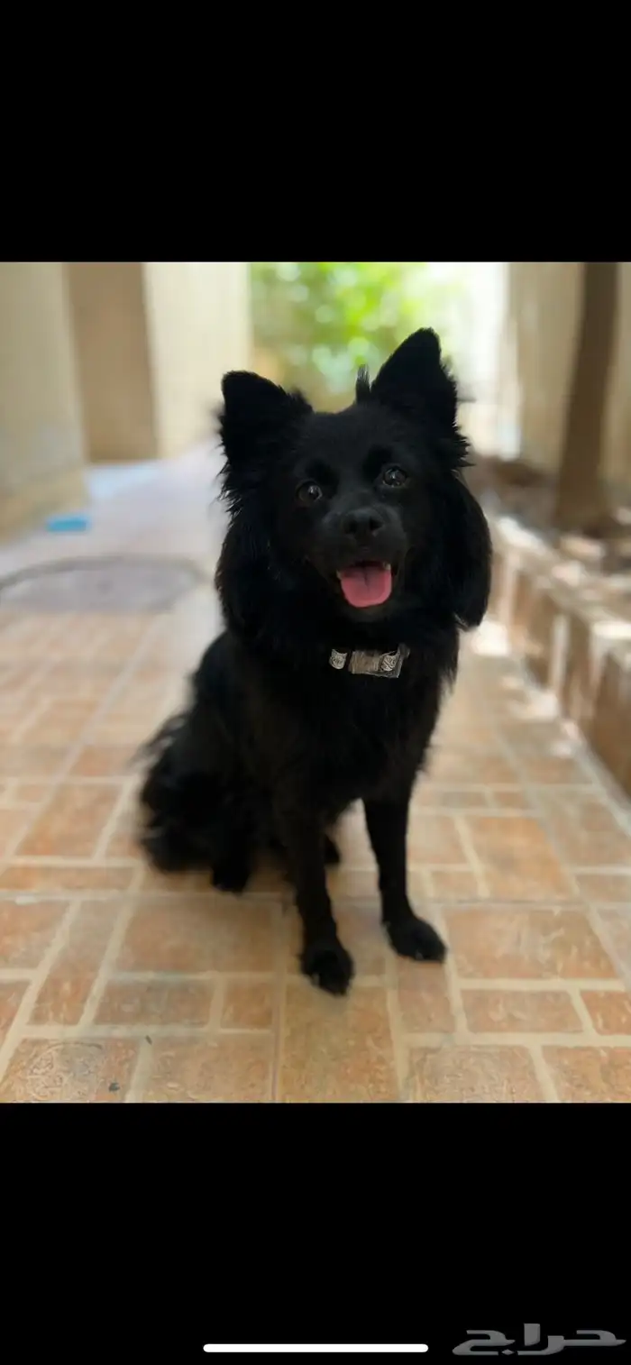 كلب اسود مفقود 0