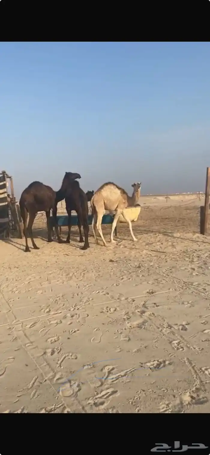 قعدان طيبه بريه للبيع 1