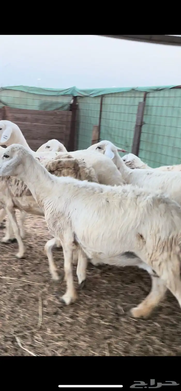 ضان حرش خلفات 2