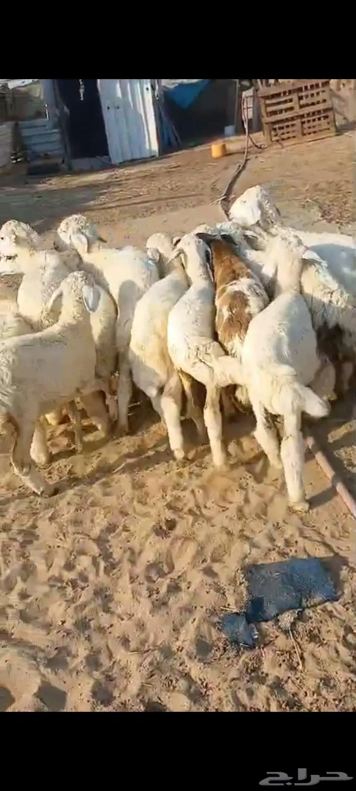 طليان ورخال ذبايح ومقاني رخال.. بهم تربية 11