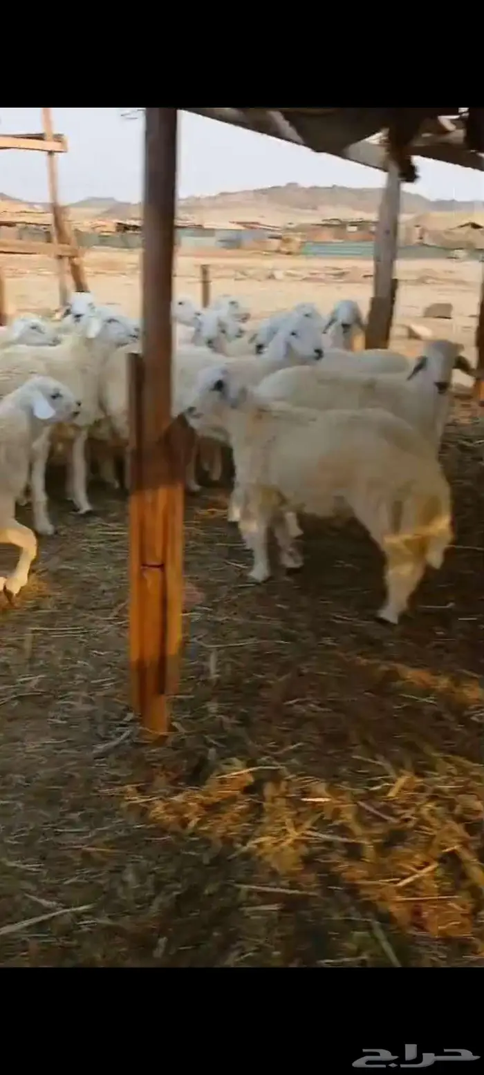 طليان ورخال ذبايح ومقاني رخال.. بهم تربية 1