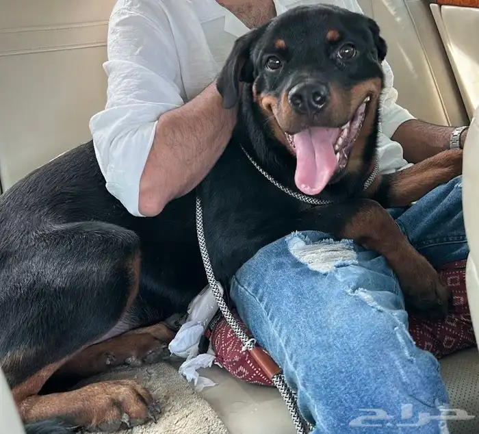 انثى روت وايلر العمر 11شهر 0