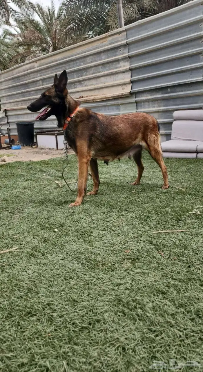 ذكر وانثتين مالينو 2