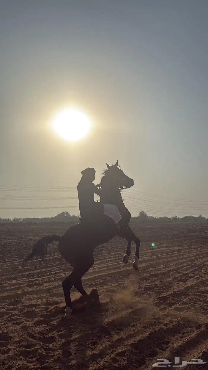 خيل شعبي حار 1