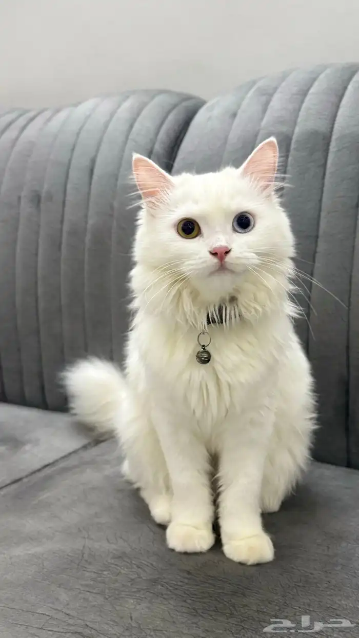 قطه للتبني 1