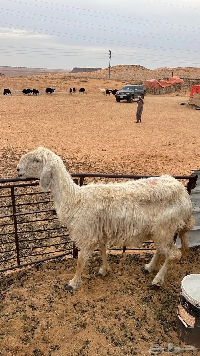 شاه عيسيه مضرع 3