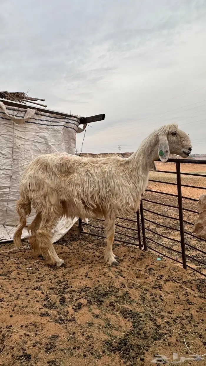 شاه عيسيه مضرع 0