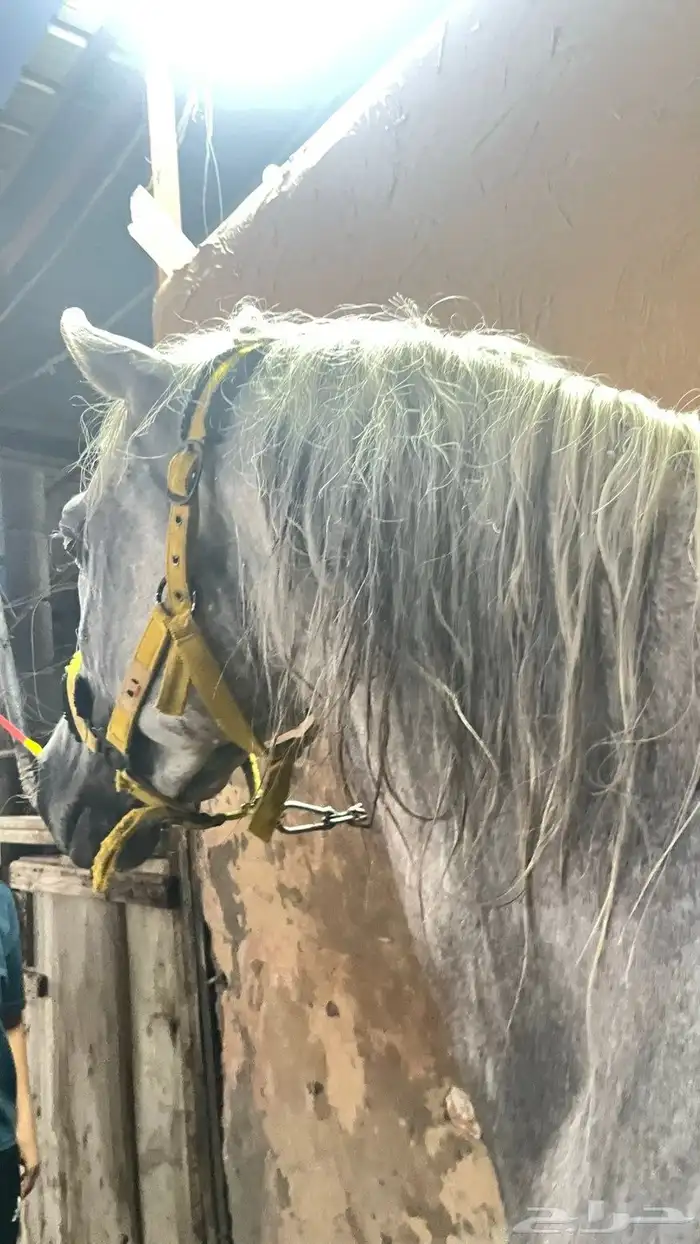 اعلان الحصان شعبي للبيع 1