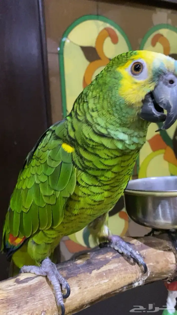 للبيع   ببغاء امزوني 1