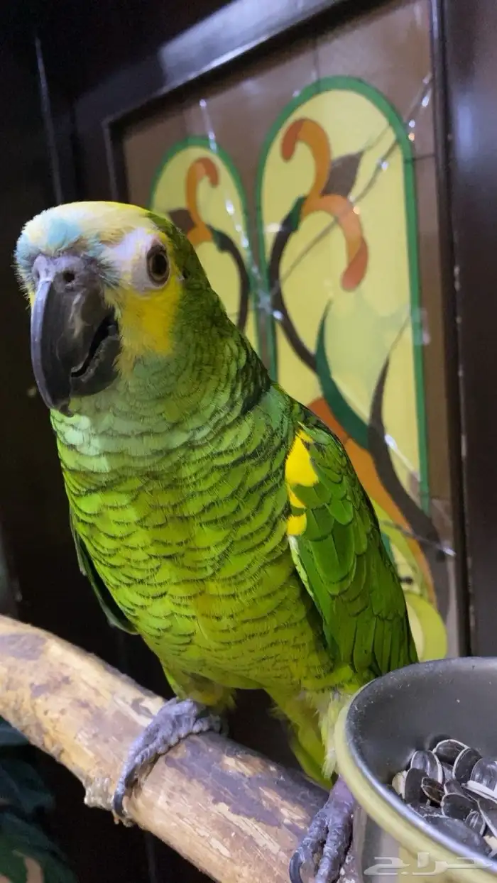 للبيع   ببغاء امزوني 0