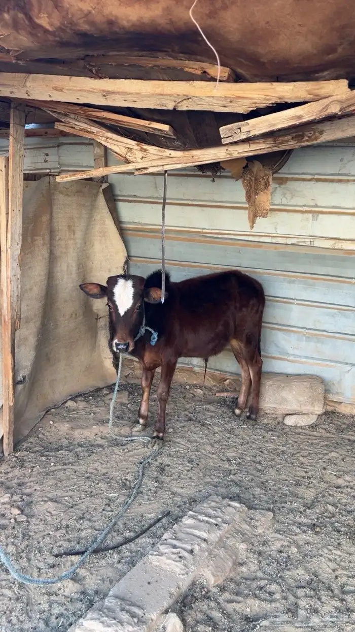 البيع حسيل كايف مشروط 0