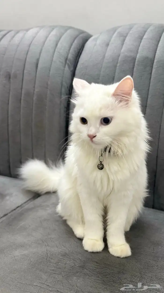 قطه للتبني 2