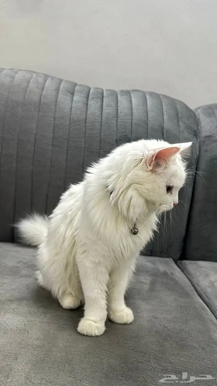 قطه للتبني 3