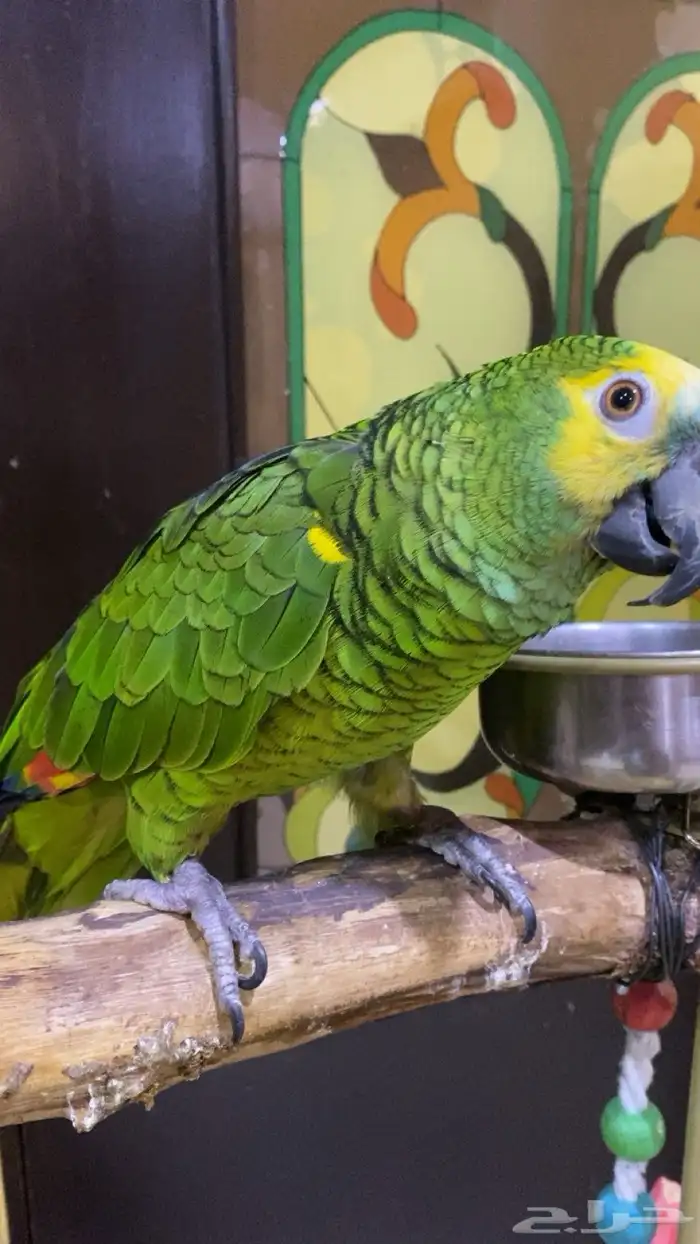 للبيع   ببغاء امزوني 3