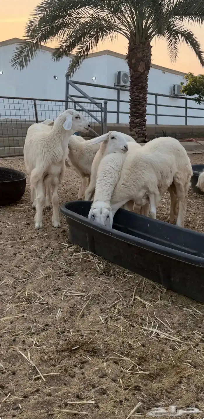 رخال حريه 8 روس صنف سته اشهر وفوق اعمارها 1