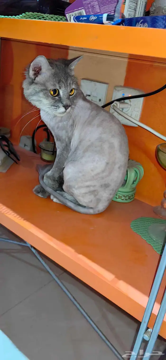 قطة للتبني 3